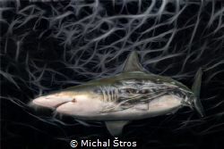 Shark anatomy by Michal Štros 